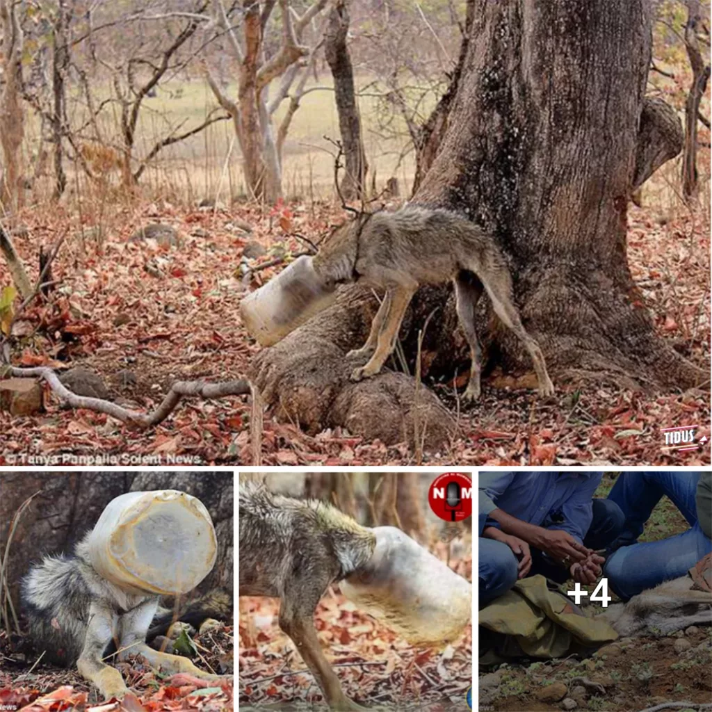 Rescued from a plastic box, the thin, stunted, and hungry dog escapes a life of confinement, embracing freedom with gratitude. This story reflects the resilience of animals and the transformative impact of rescue and care.