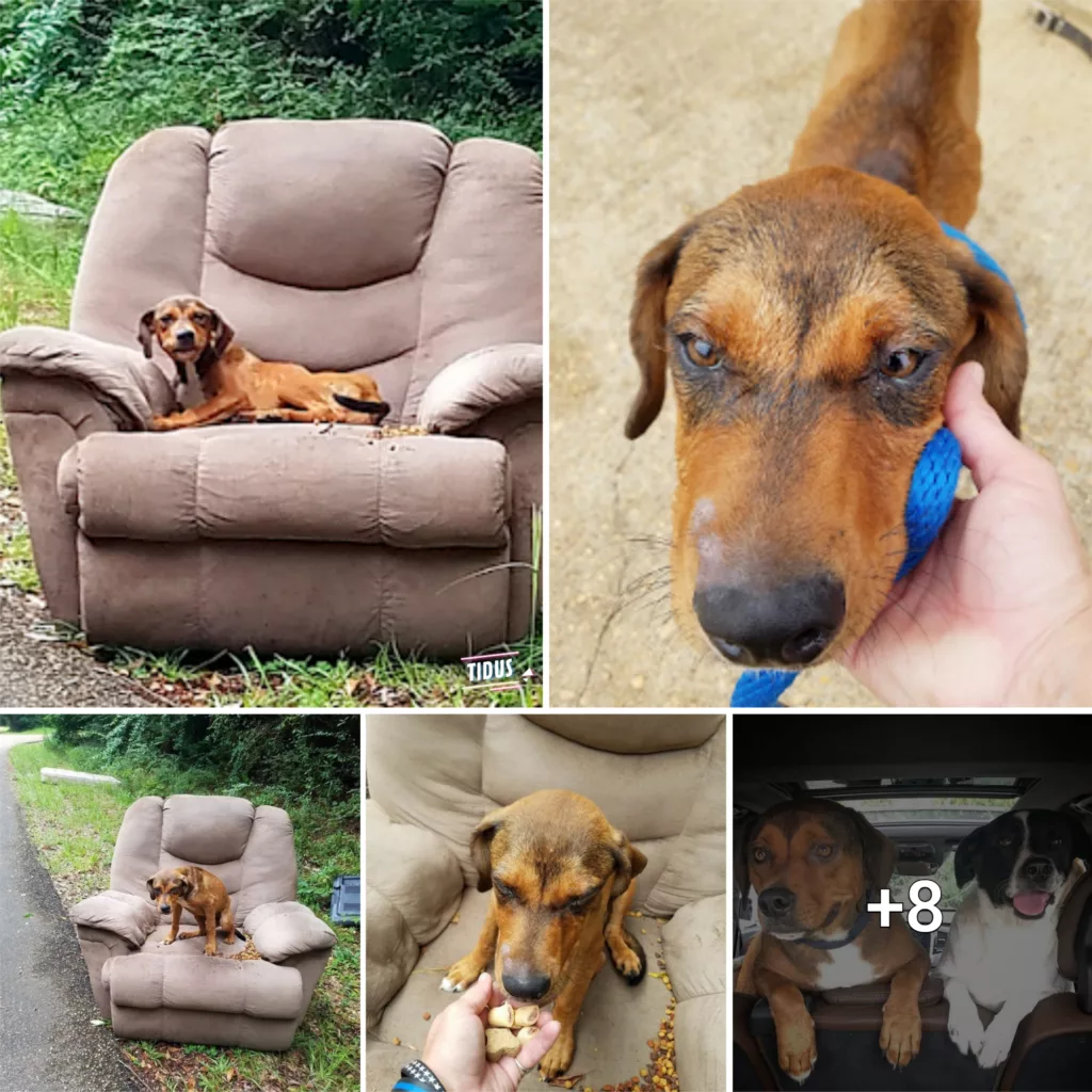 An abandoned puppy, left with a chair and TV, clings to hope that its owner will come back and steadfastly refuses to leave the chair.